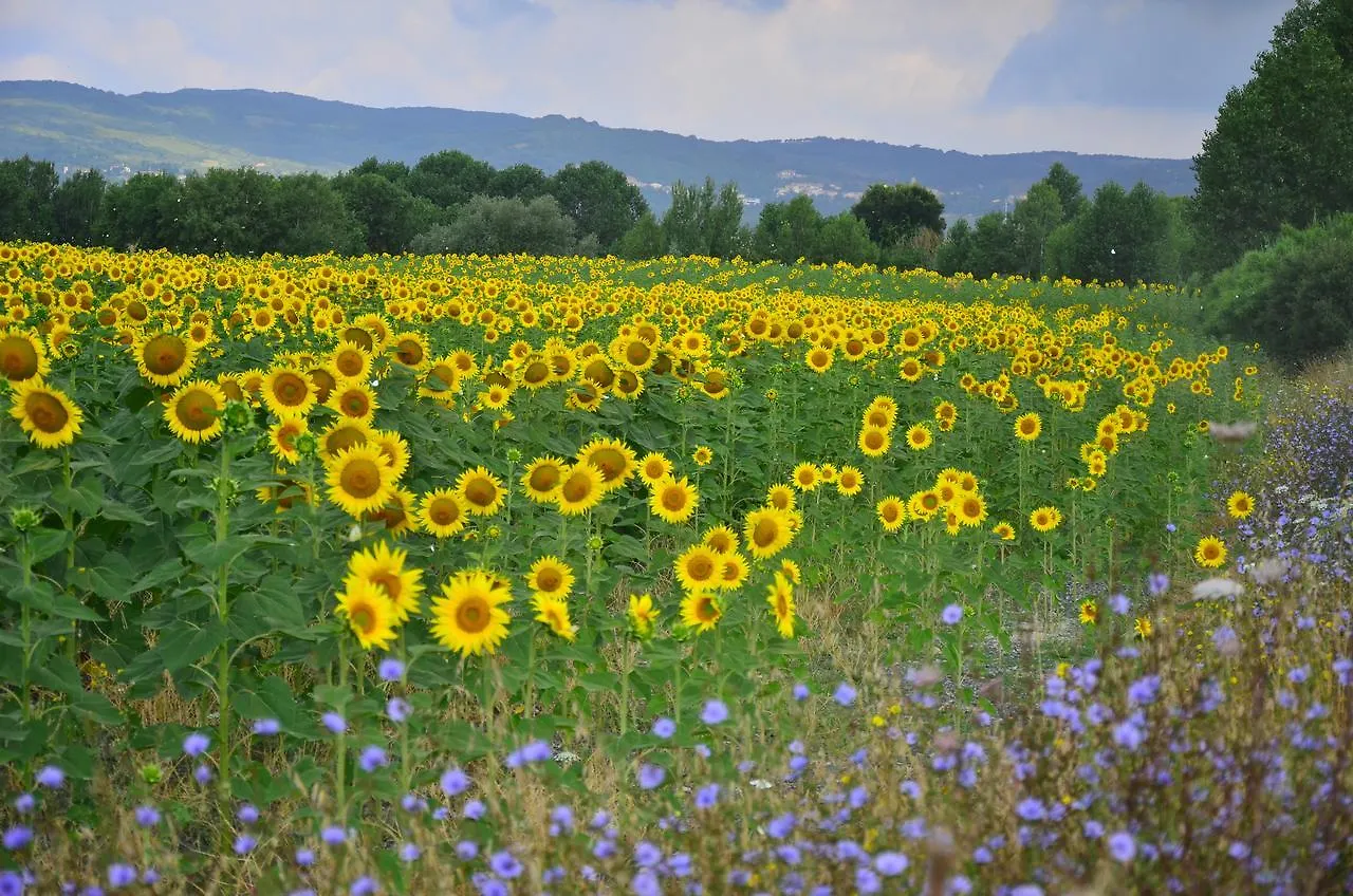 Agriturismo L'Impero Santa Luce Italy